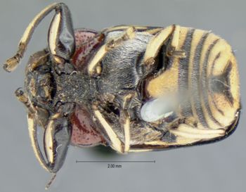 Media type: image; Entomology 35253   Aspect: habitus ventral view
